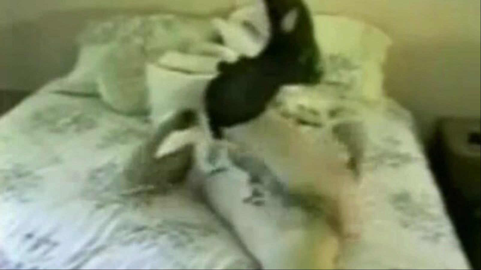 juks og bbc hotwife mann filmer, stor svart stang og blonde milf mann filmer hans kone suger og jævla en stor afro kuk til denne fyren blåser en belastning på henne hanrei interracial